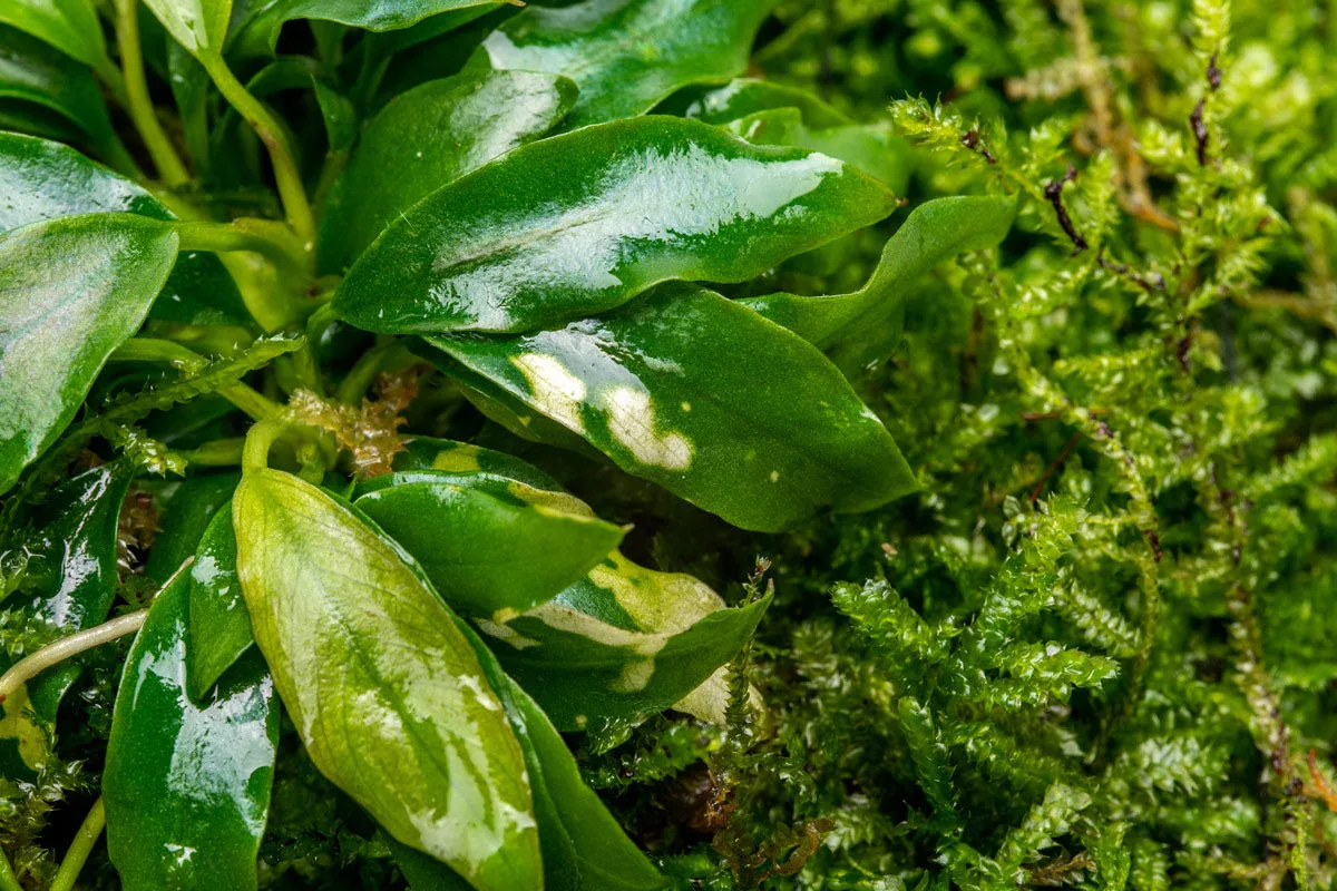 Foresta Mat - Anubias Minima & Christmas Moss