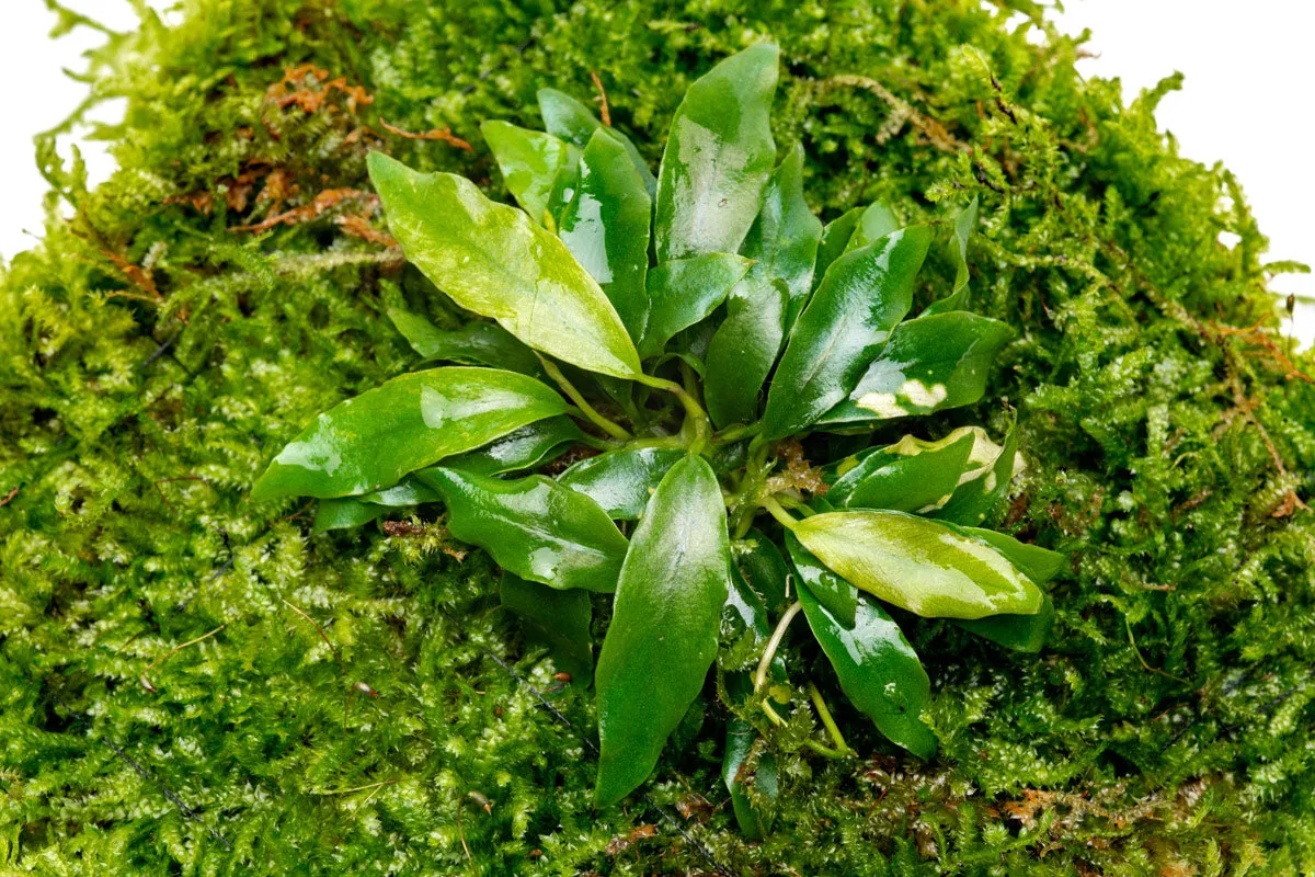 Foresta Mat - Anubias Minima & Christmas Moss