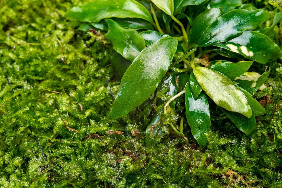Foresta Mat - Anubias Minima & Christmas Moss