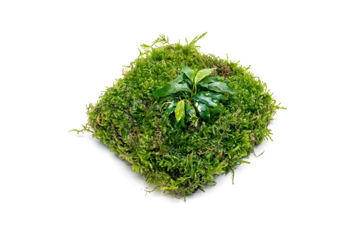 Foresta Mat - Anubias Minima & Christmas Moss