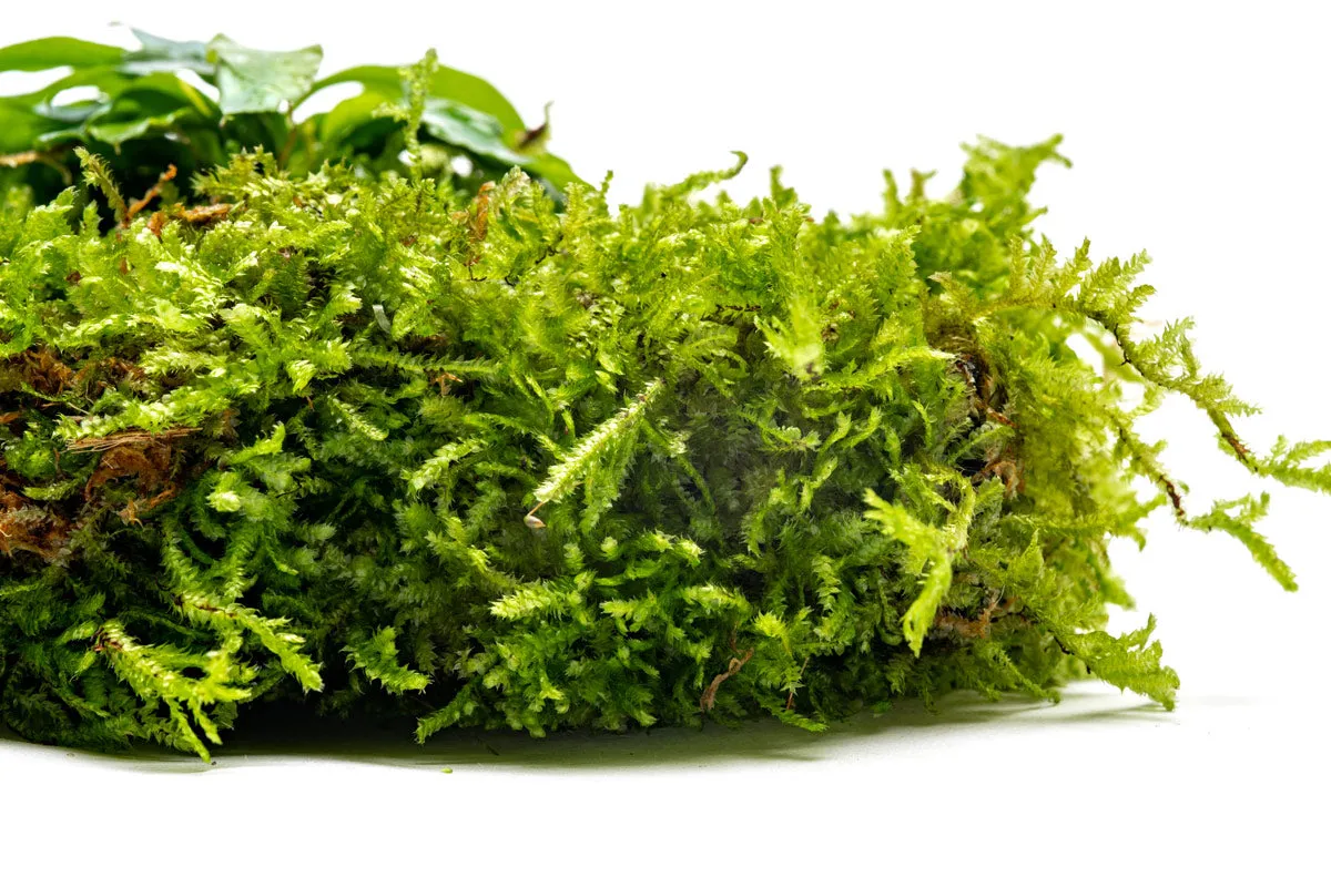 Foresta Mat - Anubias Minima & Christmas Moss
