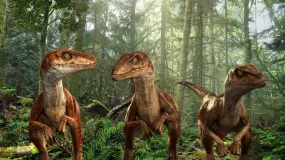 Raptor Pack
