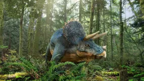 Triceratops